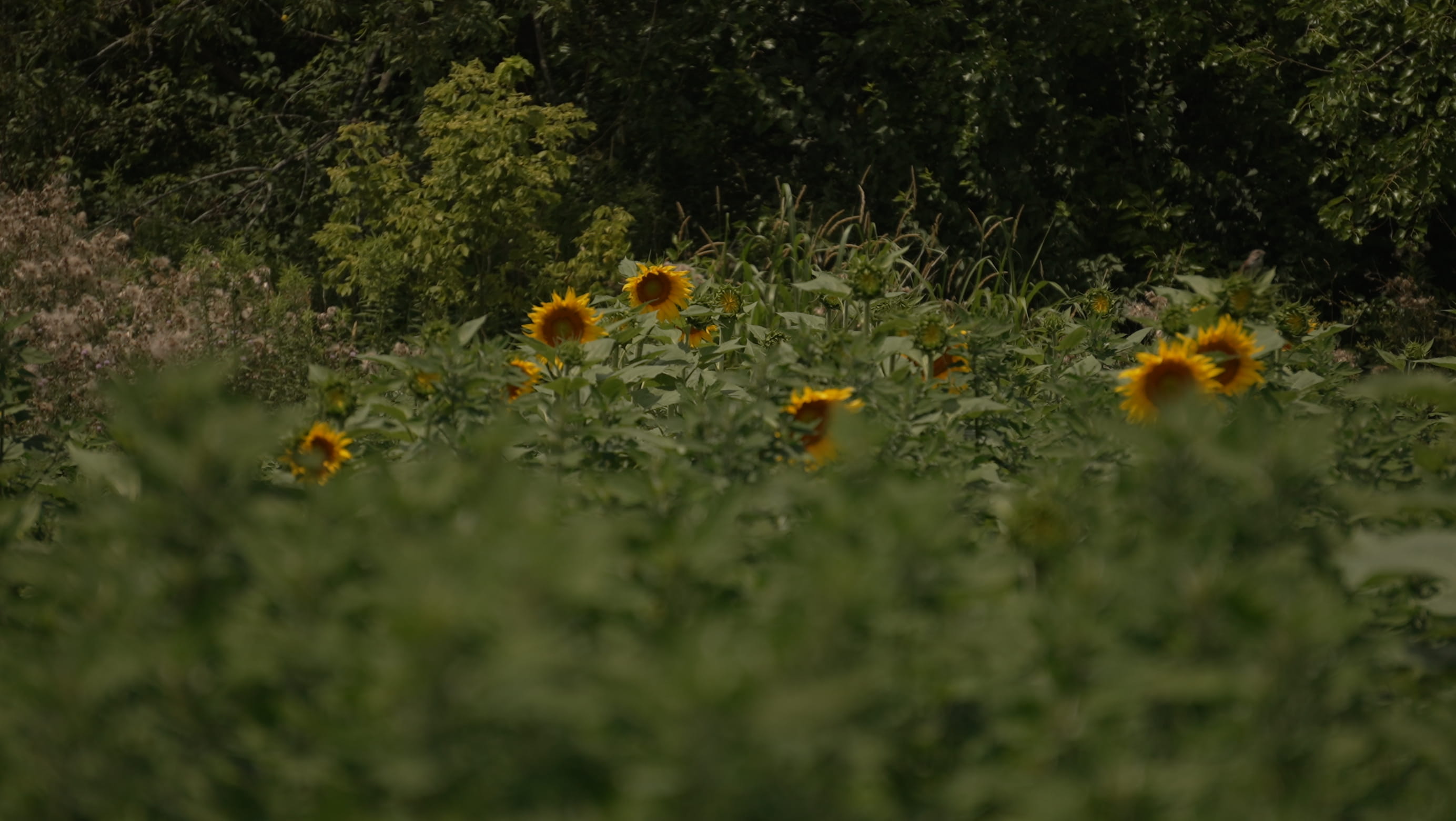 Sunflower Patch